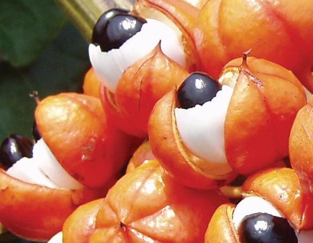 Guarana