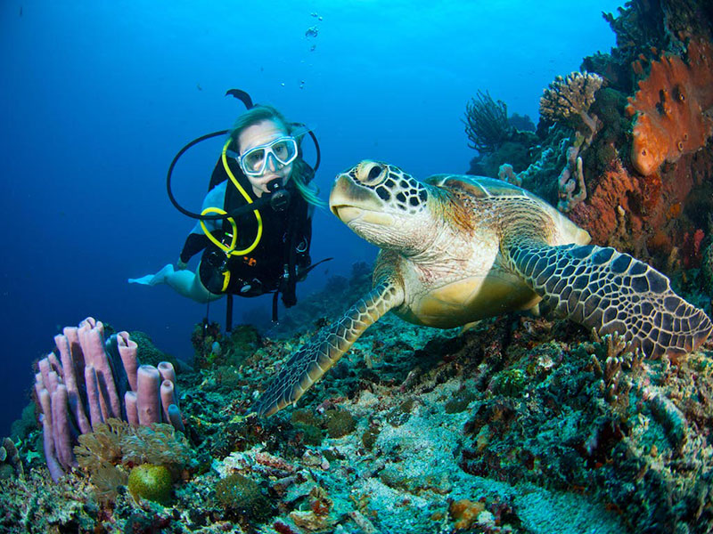 Dive Deeper with Stylish and Reliable Scuba Gear
